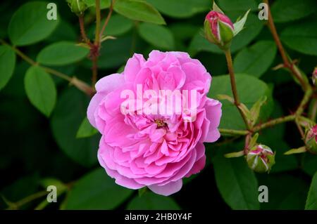 Double Rose David Austin Rosa Rose 'Harlow Carr' Rose cultivée dans le jardin des roses à Lowther Castle, Lake District National Park, Cumbria, Angleterre, Royaume-Uni. Banque D'Images