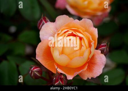 Double Orange David Austin Rosa 'Lady Emma Hamilton' Rose cultivée dans la roseraie à Lowther Castle, Lake District National Park, Cumbria, Angleterre. Banque D'Images