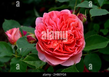 Double rose corail David Austin Rosa Rose 'Boscobel' Rose cultivée dans la Rose Garden à Lowther Castle, Lake District National Park, Cumbria, Angleterre, Royaume-Uni. Banque D'Images