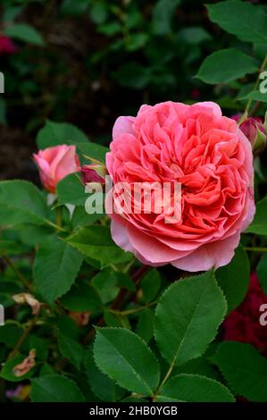 Double rose corail David Austin Rosa Rose 'Boscobel' Rose cultivée dans la Rose Garden à Lowther Castle, Lake District National Park, Cumbria, Angleterre, Royaume-Uni. Banque D'Images