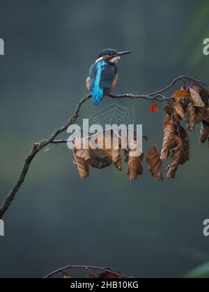 Kingfisher est un oiseau inimitable dans la campagne britannique.Un flash de bleu électrique autour de l'eau est un kingfisher!Ils plongent pour attraper des proies. Banque D'Images