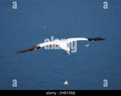 gannet utiliser la direction du vent sur les falaises à leur avantage flottant à travers l'air avec un minimum d'effort. Banque D'Images