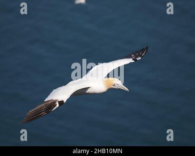 gannet utiliser la direction du vent sur les falaises à leur avantage flottant à travers l'air avec un minimum d'effort. Banque D'Images