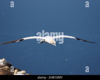 gannet utiliser la direction du vent sur les falaises à leur avantage flottant à travers l'air avec un minimum d'effort. Banque D'Images