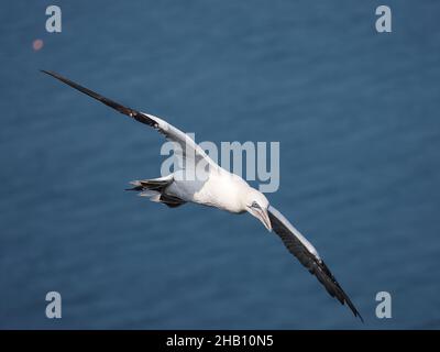 gannet utiliser la direction du vent sur les falaises à leur avantage flottant à travers l'air avec un minimum d'effort. Banque D'Images