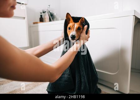 Jeune femme séchant son chien avec une serviette après le bain. Banque D'Images