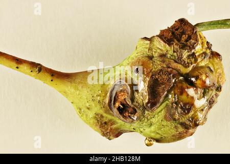 Vue macro de la Galle formée par des larves de la guêpe de Bud-galing (Trichilogaster signiventris) sur le macaron doré (Acacia pycnantha), Australie méridionale Banque D'Images