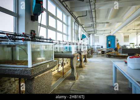 Roscoff (Bretagne, Nord-Ouest de la France): “Station biologique de Roscoff (SBR)”, centre français de recherche et d’enseignement en biologie marine et océanographie. Banque D'Images