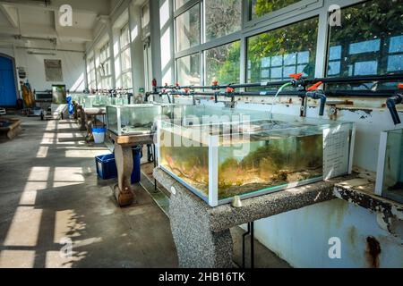 Roscoff (Bretagne, Nord-Ouest de la France): “Station biologique de Roscoff (SBR)”, centre français de recherche et d’enseignement en biologie marine et océanographie. Banque D'Images