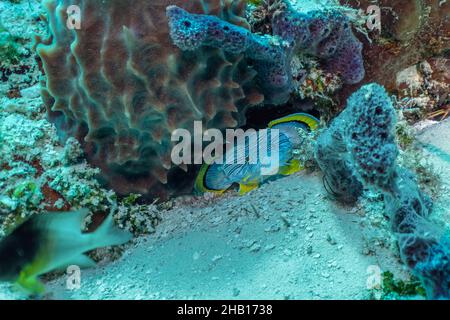 Magnifique toadfish, Cozumel Banque D'Images