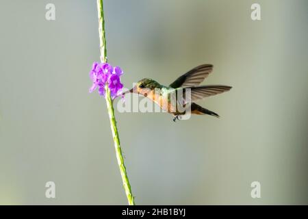 Deuxième plus petit oiseau au monde, la Tufted Coquette, Lophornis ornatus se nourrissant d'une fleur violette de Verbain dans un éclairage riche. Banque D'Images