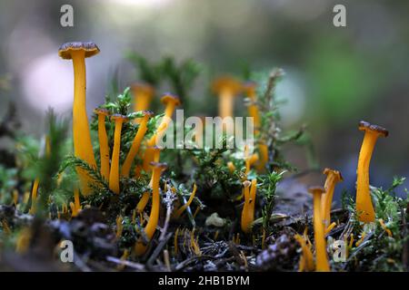 Craterellus lutescens, également connu sous le nom de Cantharellus lutescens, communément appelé pied jaune ou Chanterelle dorée, champignon sauvage de Finlande Banque D'Images