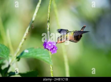 Colibri de Coquette touffeté femelle, Lophornis ornatus, deuxième plus petit oiseau au monde se nourrissant d'une fleur de Verbain pourpre. Banque D'Images