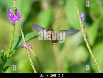 Colibri de Coquette touffeté femelle, Lophornis ornatus, deuxième plus petit oiseau au monde se nourrissant d'une fleur de Verbain pourpre. Banque D'Images