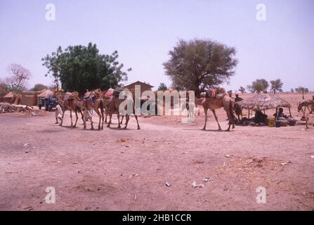 La vie dans la région du Sahel, dans le nord du Nigeria, Afrique de l'Ouest, début 1980s - les chameaux sont conduits dans un village Banque D'Images