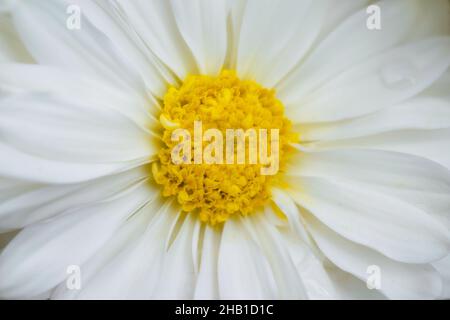 Photo en gros plan White Chrysanthemum.Détails des pétales avec image plein cadre pour l'arrière-plan. Banque D'Images
