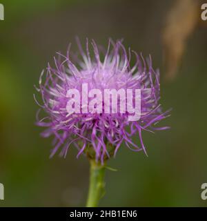 Flore de la Palma - Cheirolophus junonianus, centaurie endémique à l'île, fond macro floral naturel Banque D'Images