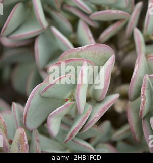 Crassula arborescens aka argent jade plante succulente feuilles naturelles macro fond floral Banque D'Images