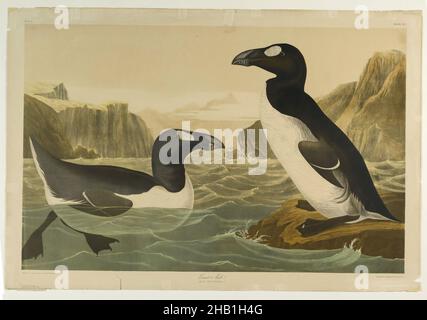 Great Auk, John James Audubon, cuisine américaine, né en Haïti, 1785-1851,Chromolithograph, 1861, Alca impennis, aquatique, oiseaux,falaises, éteintes, faune, flore, étude de la nature,océan, ornithologie, eau Banque D'Images