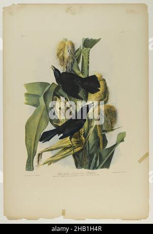 Purple Grackle or Common Crow Blackbird, John James Audubon, américain, né en Haïti, 1785-1851,Chromolithographe, 1861, oiseaux, blackbird,maïs, faune, flore, illustration, maïs indien,Histoire naturelle, nature, étude de la nature, ornithologie, tassle,Ailes, Zea mays, aviaires, oiseaux, faune,Illustration, histoire naturelle, nature, étude de la nature, ailes Banque D'Images