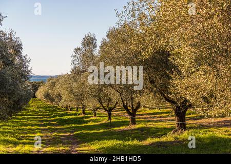 Domaine du Château Léoube près de Bormes-les-Mimosas, France Banque D'Images