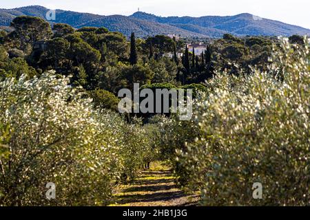 Domaine du Château Léoube près de Bormes-les-Mimosas, France.Vue des oliveraies vers le Château Léoube.Dans l'arrière-pays une chaîne de collines comme protection contre les intempéries Banque D'Images