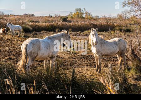 Chevaux blancs de Camargue près de Saintes-Maries-de-la-Mer, France Banque D'Images