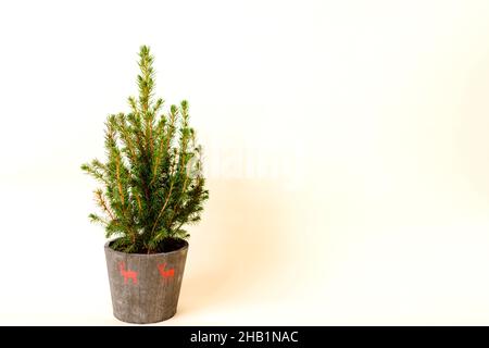 Sapin en pot, sapin de Noël sans décorations dans un grand pot sur fond beige Banque D'Images