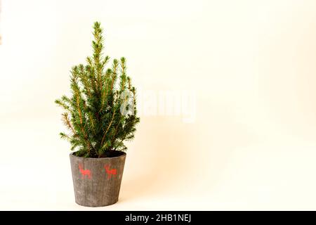 Sapin en pot, sapin de Noël sans décorations dans un grand pot sur fond beige Banque D'Images