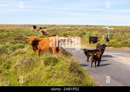 Bovins et veaux des Highlands dans le parc national d'Exmoor à Lucott Cross, Somerset, Royaume-Uni Banque D'Images