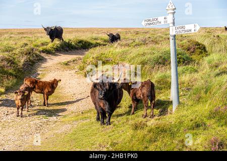 Bovins et veaux des Highlands dans le parc national d'Exmoor à Lucott Cross, Somerset, Royaume-Uni Banque D'Images