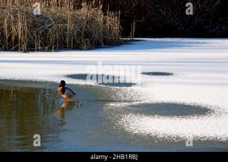 Belle scène d'hiver avec un canard debout sur la surface de glace du lac Banque D'Images