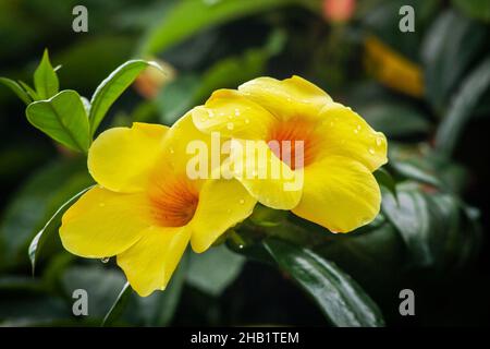 Photo macro deux fleurs jaune-rouge vif en gros plan Banque D'Images