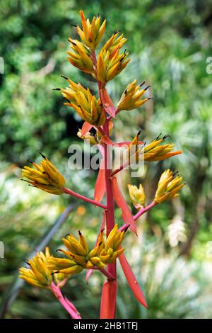 Inflorescence de la broméliade sur la forêt tropicale Banque D'Images