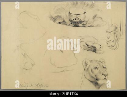 Etudes de Lion, Philip H. Wolfrom, américain, 1870-1904, Graphite sur papier,s.d., feuille : 9 1/16 x 12 7/8 po., 23 x 32,7 cm Banque D'Images