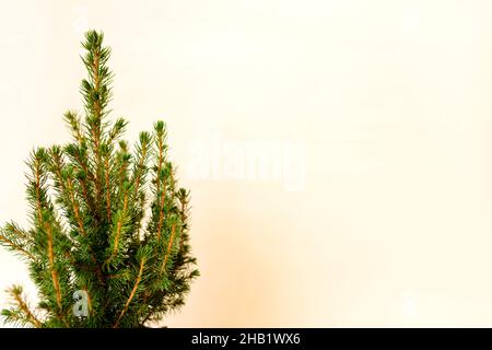 Sapin en pot, sapin de Noël sans décorations dans un grand pot sur fond beige Banque D'Images