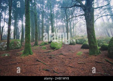 Belle forêt mystique sombre de Foggy.Vieux bois avec vieux arbres Banque D'Images