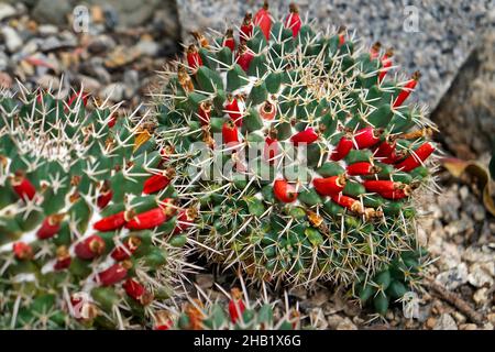 Fruits de cactus mamelons du Texas (Mammillaria prolifera) Banque D'Images