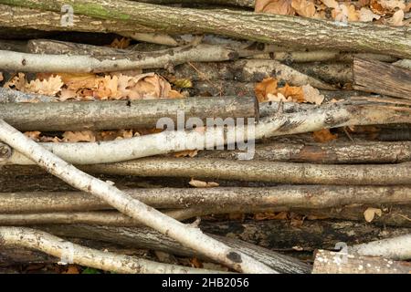 Coupez les branches et les feuilles de l'arbre sur une pile, vue de l'automne Banque D'Images