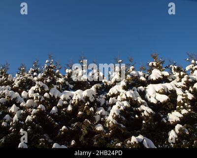 Thuja haie couverte de neige par un froid hiver contre un ciel bleu. Banque D'Images