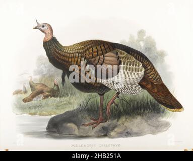 Meleagris gallopavo : dinde sauvage, John Gould, britannique, 1804-1881, Lithographie sur papier vélin, 23 3/8 x 18 3/8 po, 59,4 x 46,7 cm, oiseau, étude de la nature, ornithologie, action de grâces,Turquie Banque D'Images