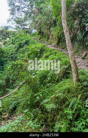 Sentier de randonnée près des terrasses de riz Batad, île de Luzon, Philippines Banque D'Images
