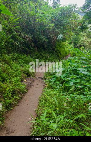 Sentier de randonnée près des terrasses de riz Batad, île de Luzon, Philippines Banque D'Images