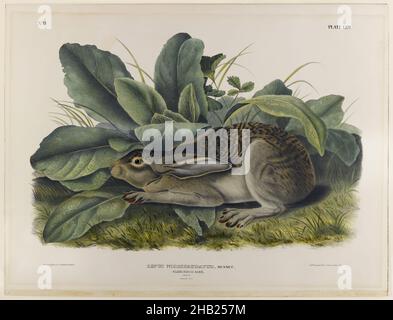 Lièvre noir, John James Audubon, américain, né en Haïti, 1785-1851,Lithographie, 27 x 21 po., 68,6 x 53,3 cm, faune, flore, cachette, feuilles,mammifères, étude de la nature, rongeur Banque D'Images