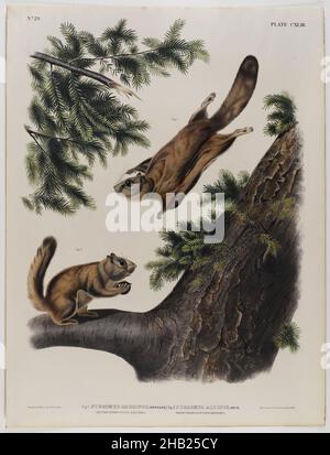Severn River Flying Squirrel-Rocky Mountain Flying Squirrel, John James Audubon, américain, né en Haïti, 1785-1851,Lithographie, 27 x 21 po., 68,6 x 53,3 cm, vert permanent, faune, vol, flore,mammifères, étude de la nature, pin, rongeurs Banque D'Images