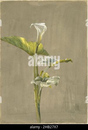 Calla Lily, Fidelia Bridges, cuisine américaine, 1834-1923, Aquarelle sur papier,1875, 14 x 10 po, 35,6 x 24,5 cm, 1875, peinture américaine, travail à la brosse, nénuphars,artiste féminine, fleur, fleurs, feuille, feuilles,Lily, peinture, plante, aquarelle, aquarelle sur papier,femme artiste Banque D'Images