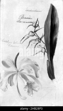 Deux orchidées, Brassia Lanceana, Cattleya Labiata, William Jacob Hays, américain,1830-1875, huile et graphite sur toile, 1869, 12 3/8 x 7 5/8 po., 31,4 x 19,4 cm, 1869, botanique, botanique, cursif,Flore, fleurs, feuilles, nature, dessin nature,orchidées, peinture, pétales, script, gousses de graines,etude Banque D'Images