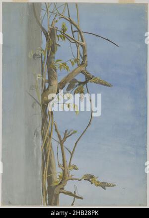 Wisteria on a Wall, Fidelia Bridges, cuisine américaine, 1834-1923, aquarelle sur papier graphite, 1870s, 14 x 10 1/16 po, 35,6 x 25,6 cm, bourgeons, artiste féminine, fleur, printemps,vigne, aquarelle, femme artiste Banque D'Images