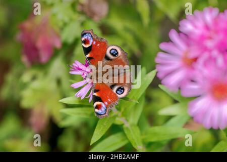Macro d'un papillon de dame pincé sur une fleur d'aster rose Banque D'Images