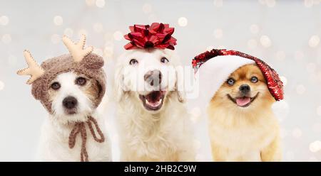 Bannière joyeux noël chiens.Trois chiots célébrant les fêtes portant un ruban rouge pailleté, un chapeau de père noël et un costume de renne sur la tête. Isolé contre Banque D'Images